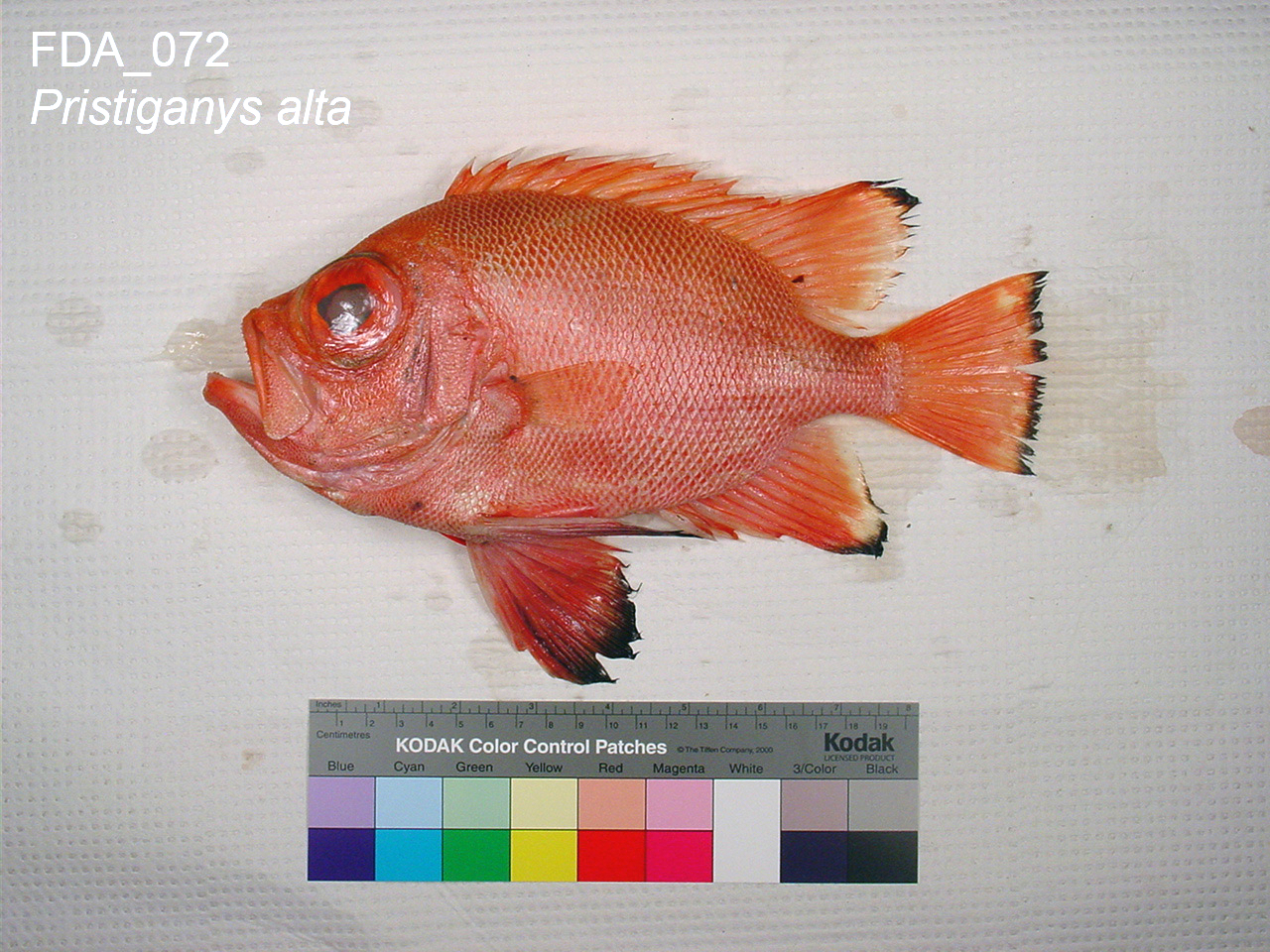 Short Bigeye