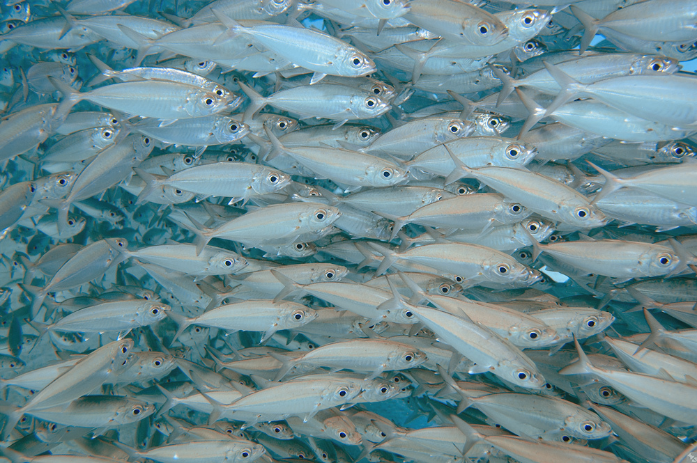 Photo of Big Eye Scad