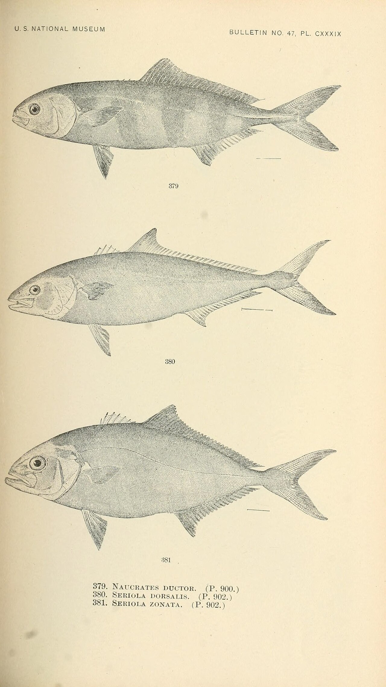 Banded Rudderfish