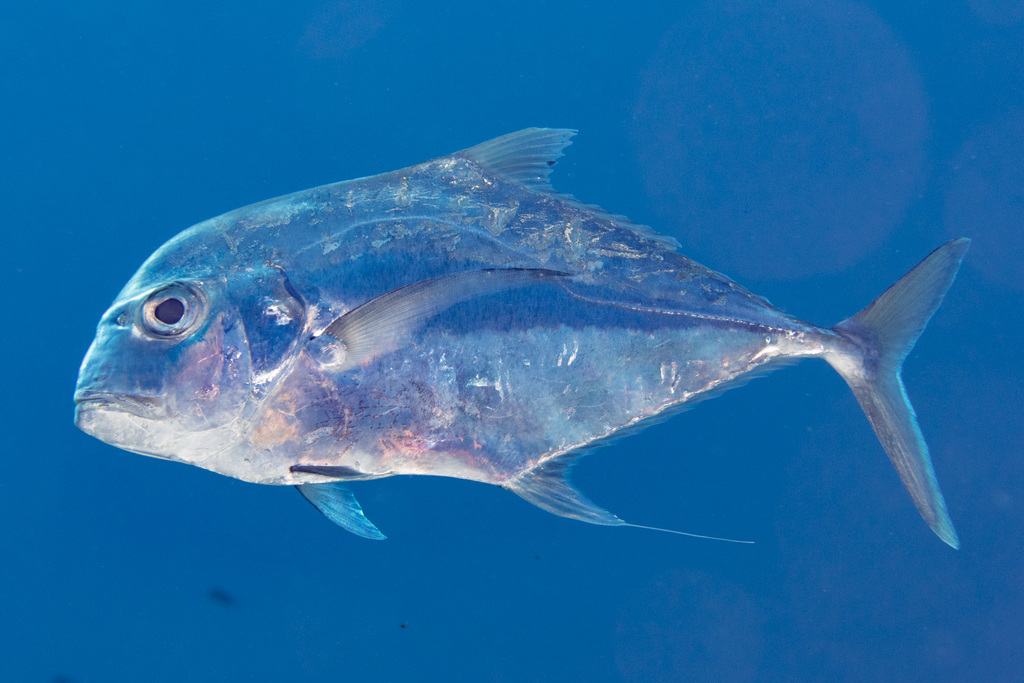 African pompano