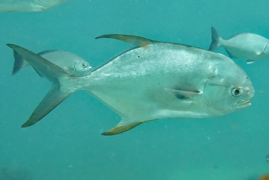 Snubnose pompano/Round Pompano