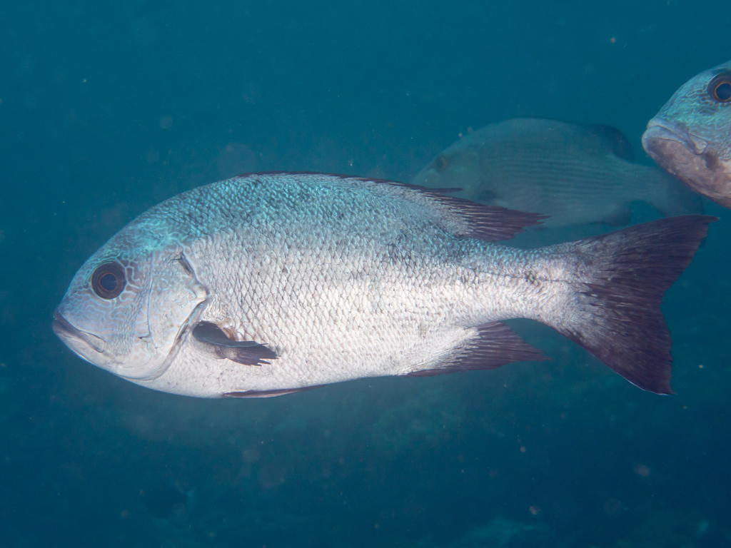 Black & White Snapper