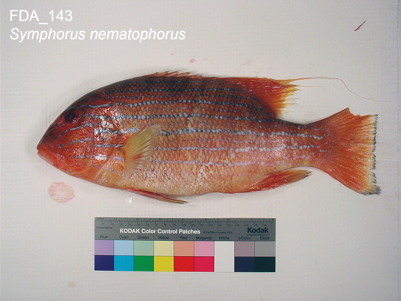 Chinamanfish