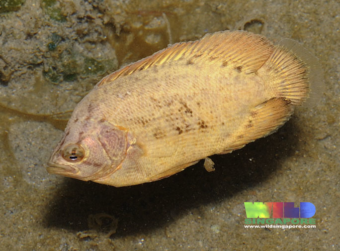 Atlantic tripletail