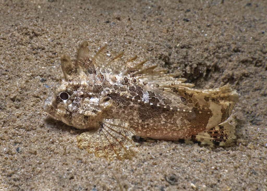 Wasp roguefish