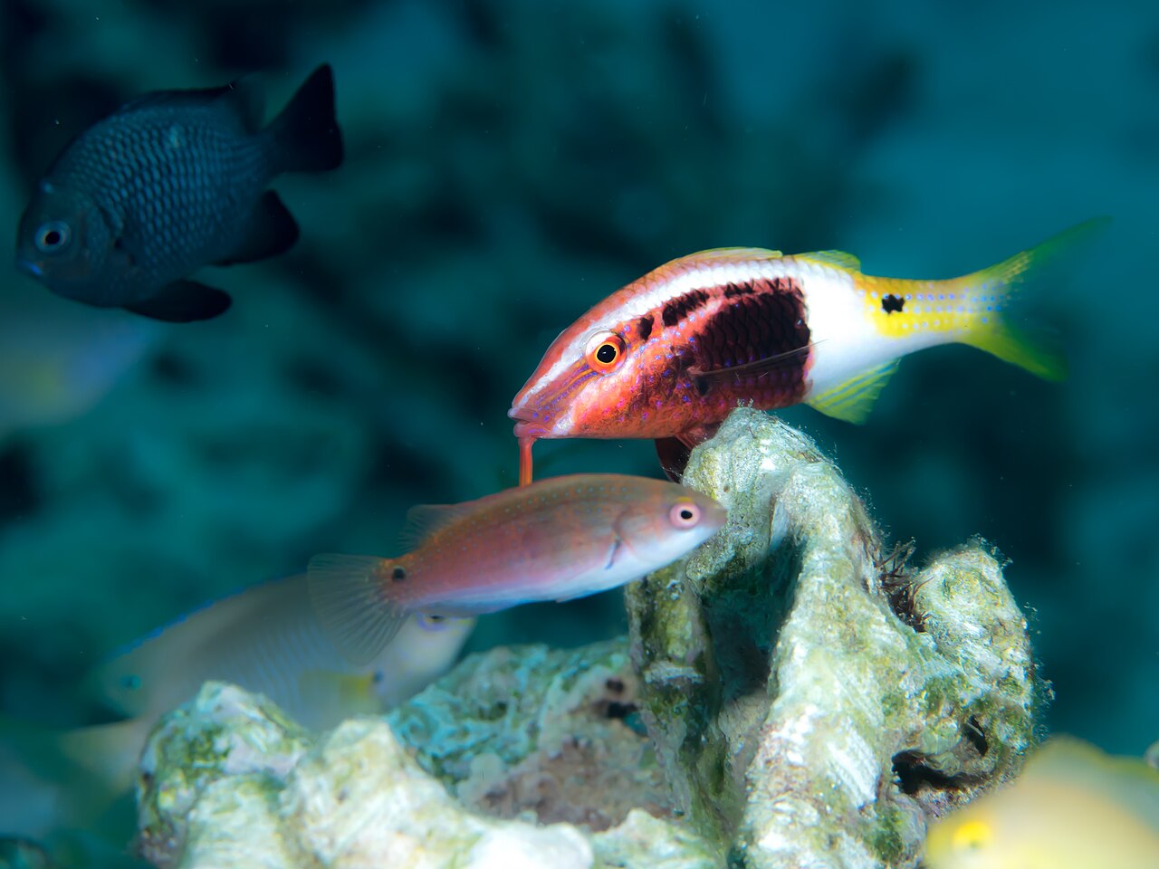 Bicolor goatfish