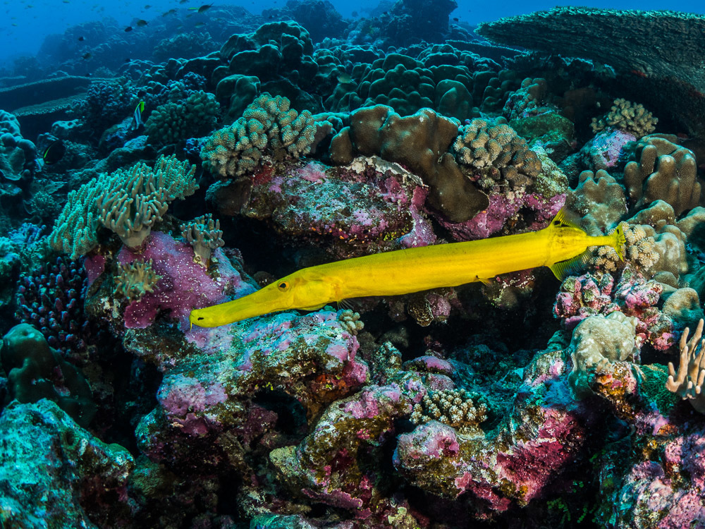 Pacific/Chinese Trumpetfish