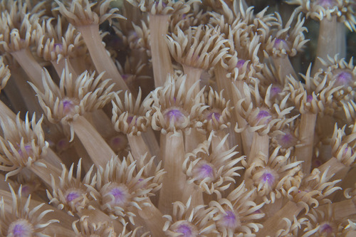 Two color Flowerpot Long Tentacle