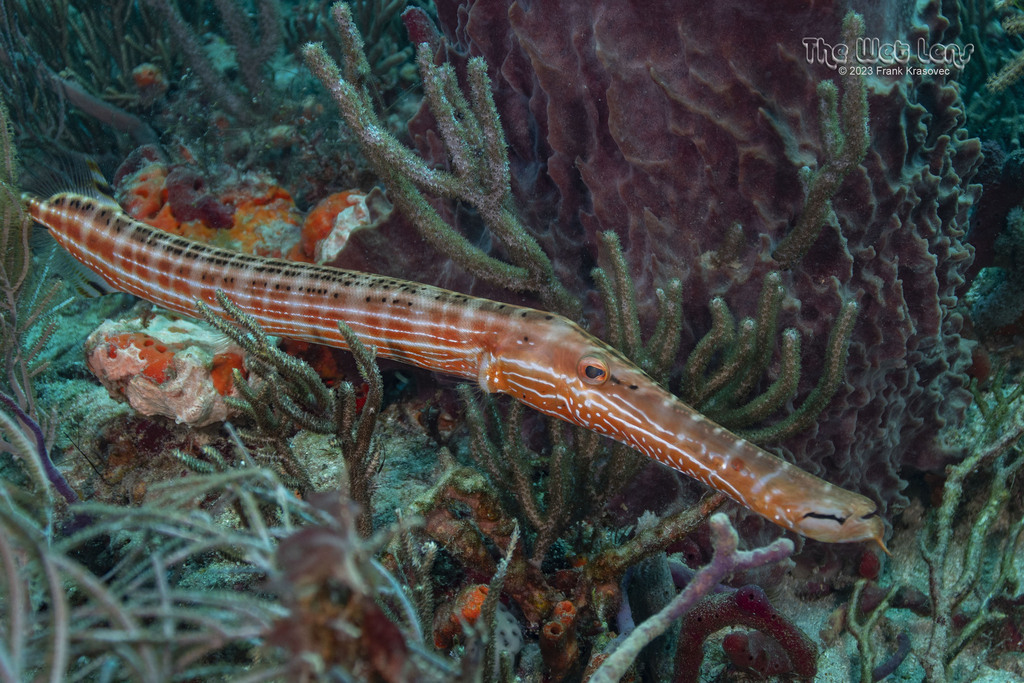 Trumpetfish