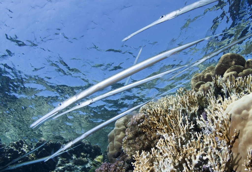 Bluespotted Cornetfish