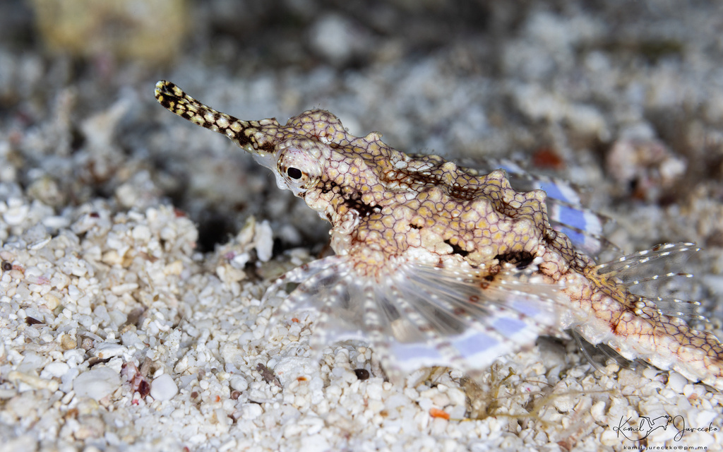Short dragonfish