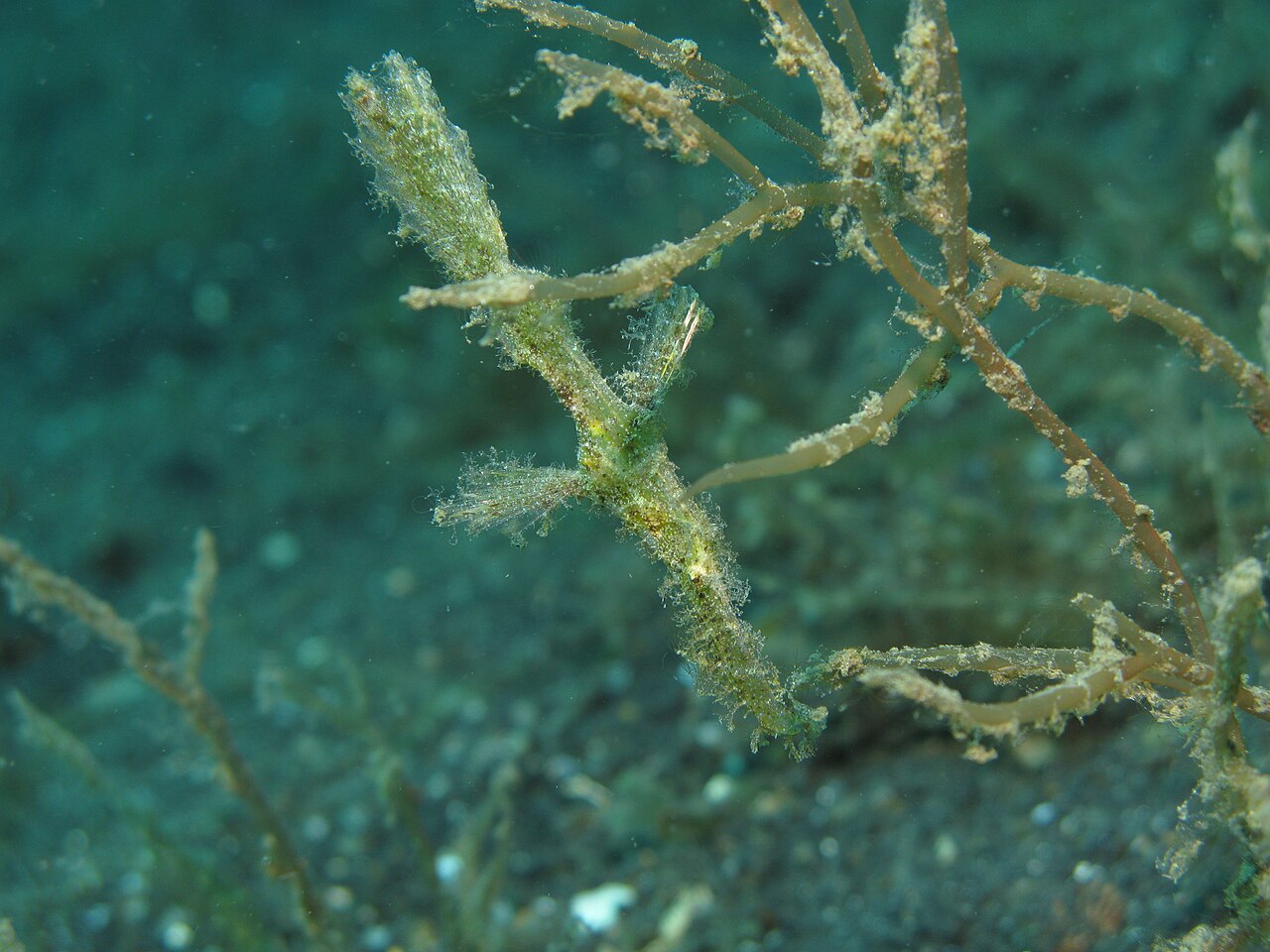 Roughsnout ghost pipefish