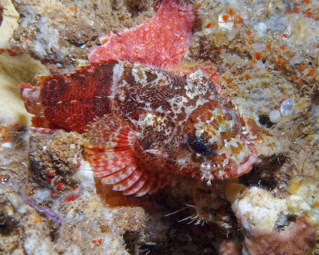 Photo of Lowfin scorpionfish