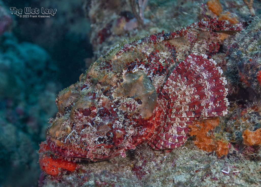 Photo of Spotted scorpionfish