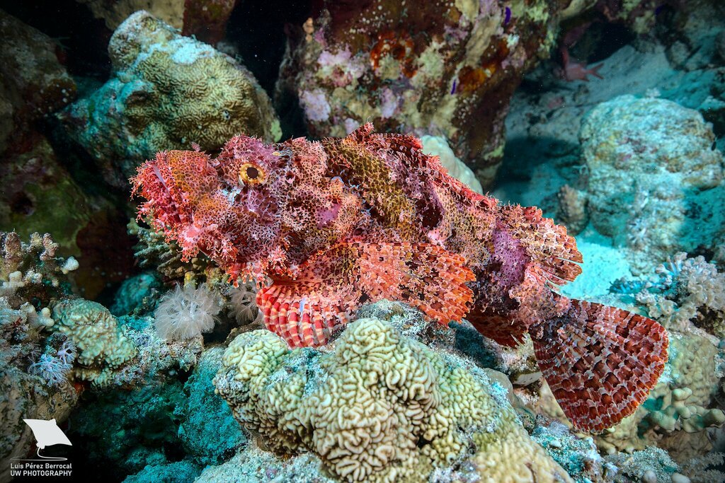bearded scorpionfish