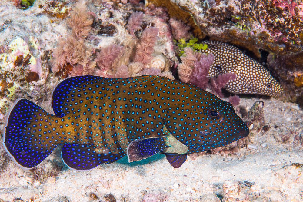 Tomato Rockcod