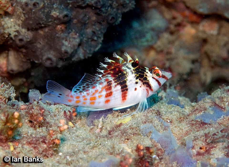 Dwarf hawkfish/Falco Hawkfish