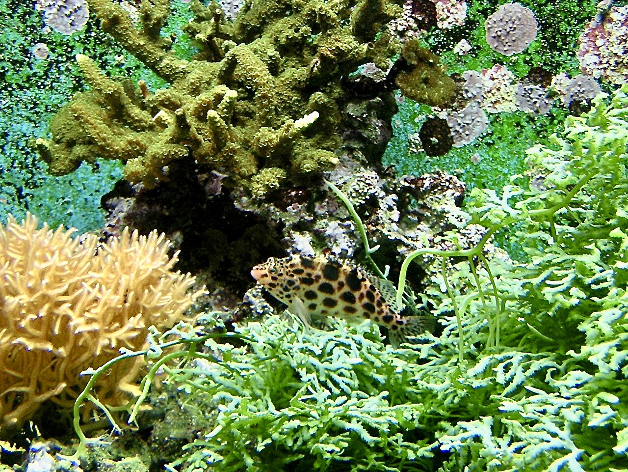 Coral Hawkfish/Pixy Hwakfish