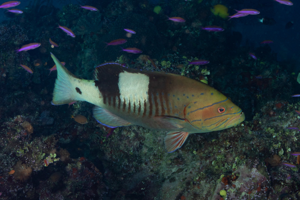 Masked grouper