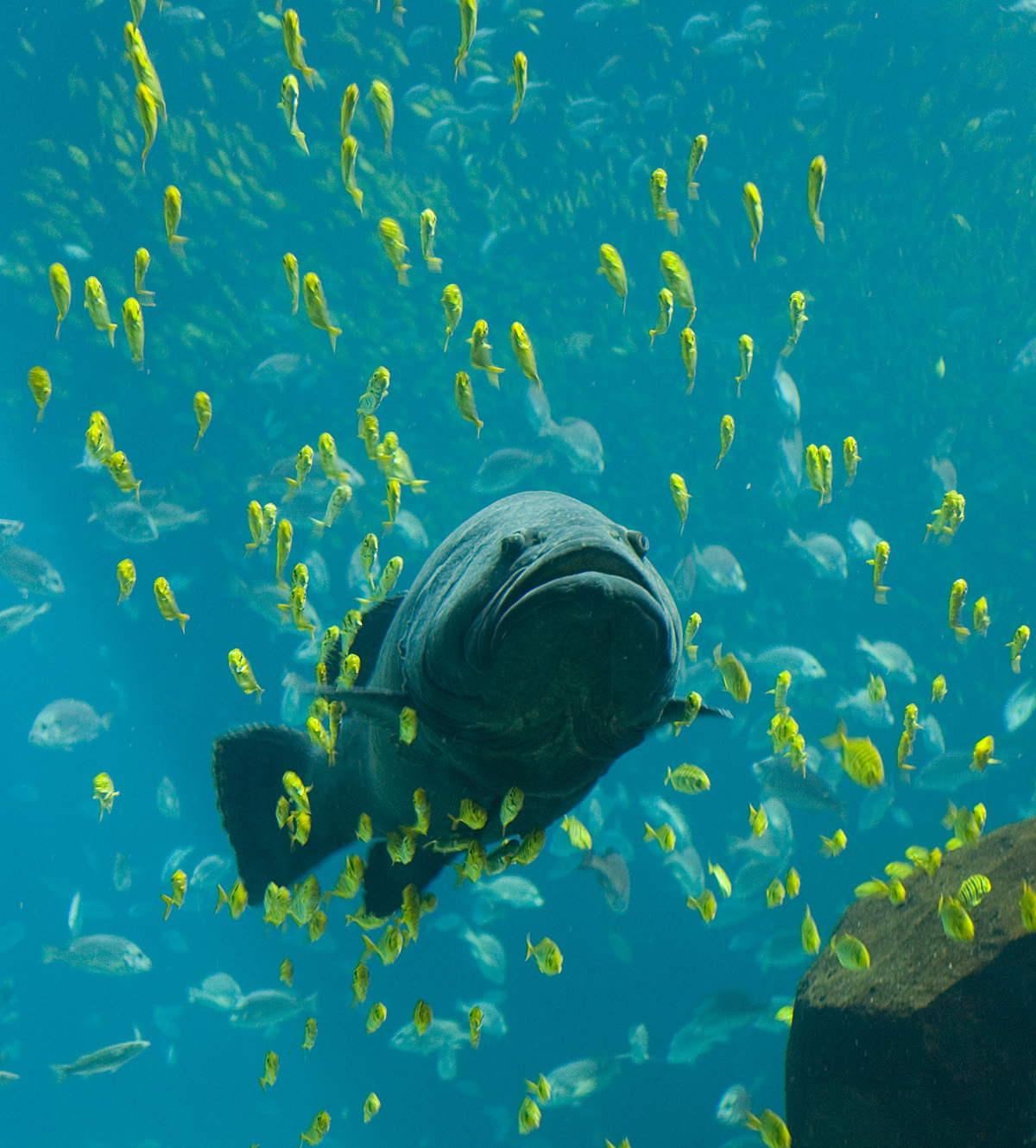 giant grouper