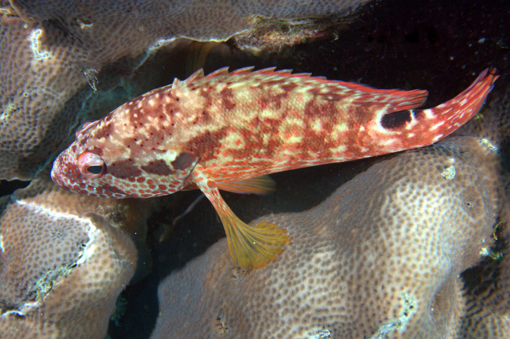 Leopard Rockcod