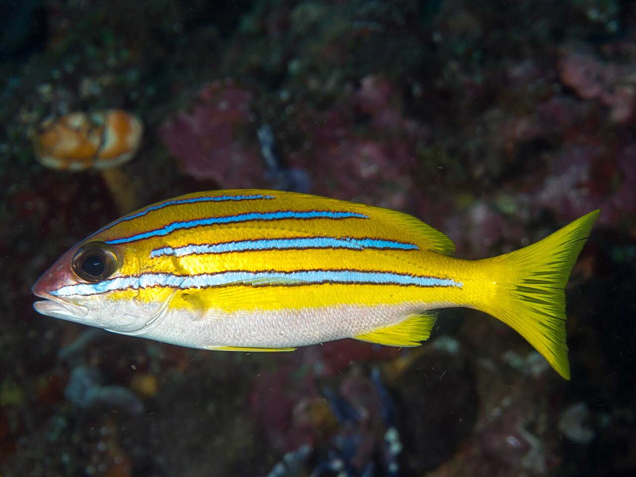 Blue Striped Snapper