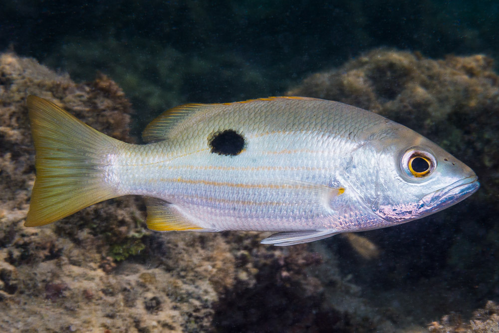Black-spot Snapper
