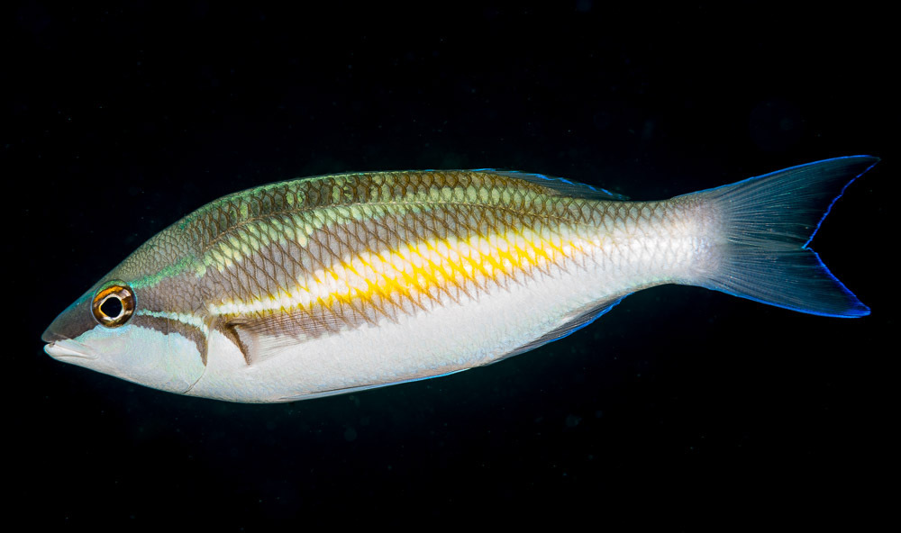 Butterfly Bream/whiptail