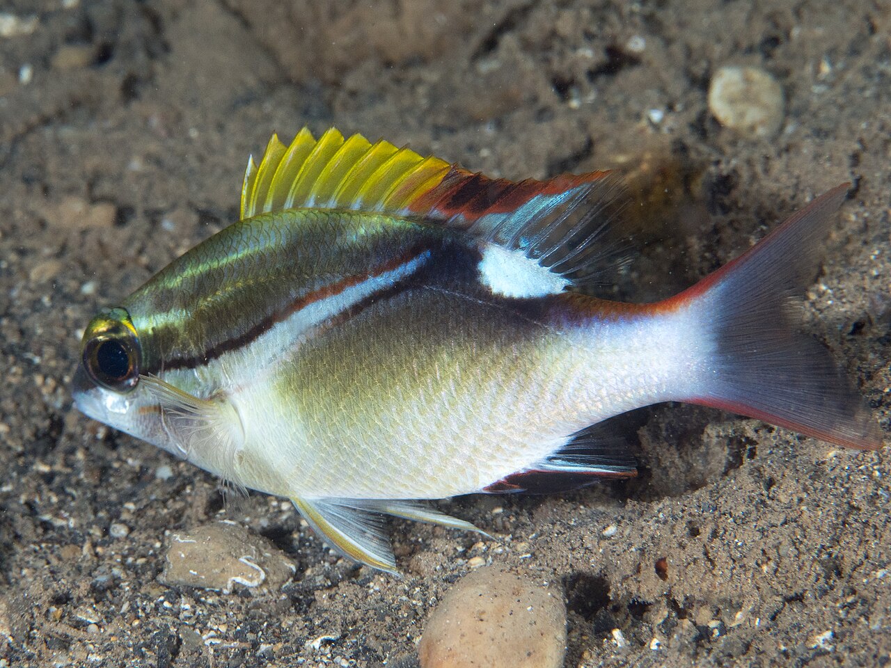 Bridled Monocle Bream Juv
