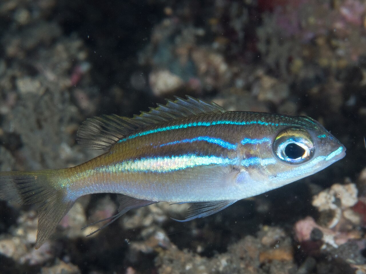 Oblique-barred/Pearl-streaked monocle bream