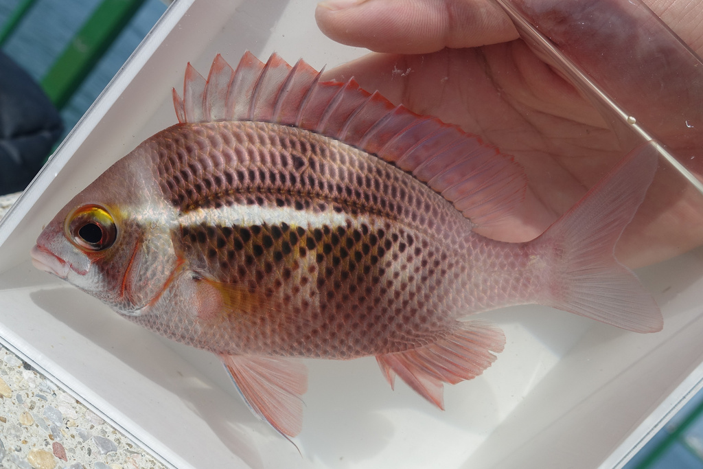 White Streaked monacle Bream