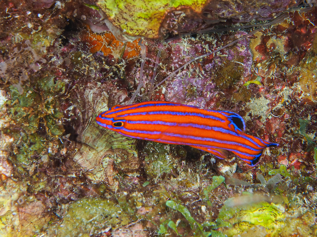 MedRed's Candy Basslet