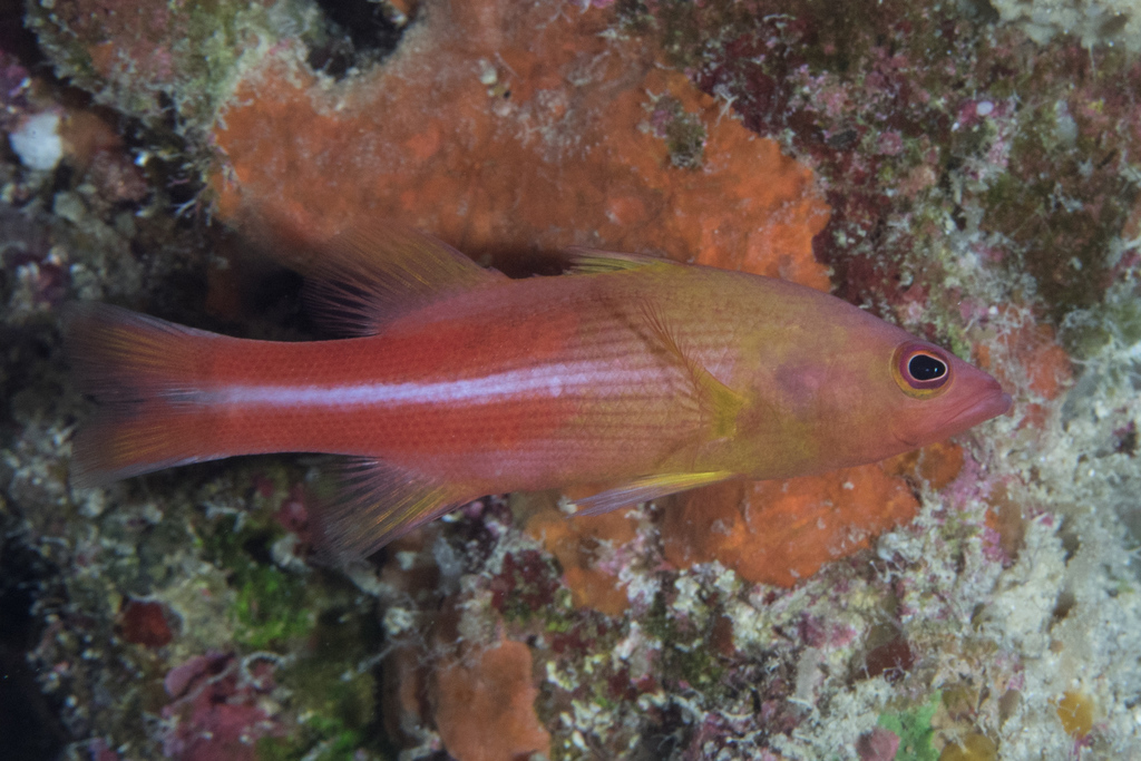 Manyline perch/Red-tailed Yellow Basslet