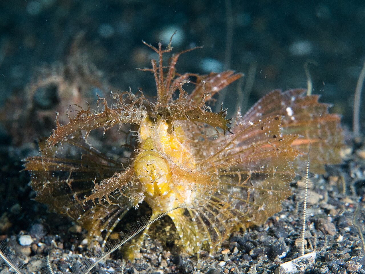 Ambon scorpionfish