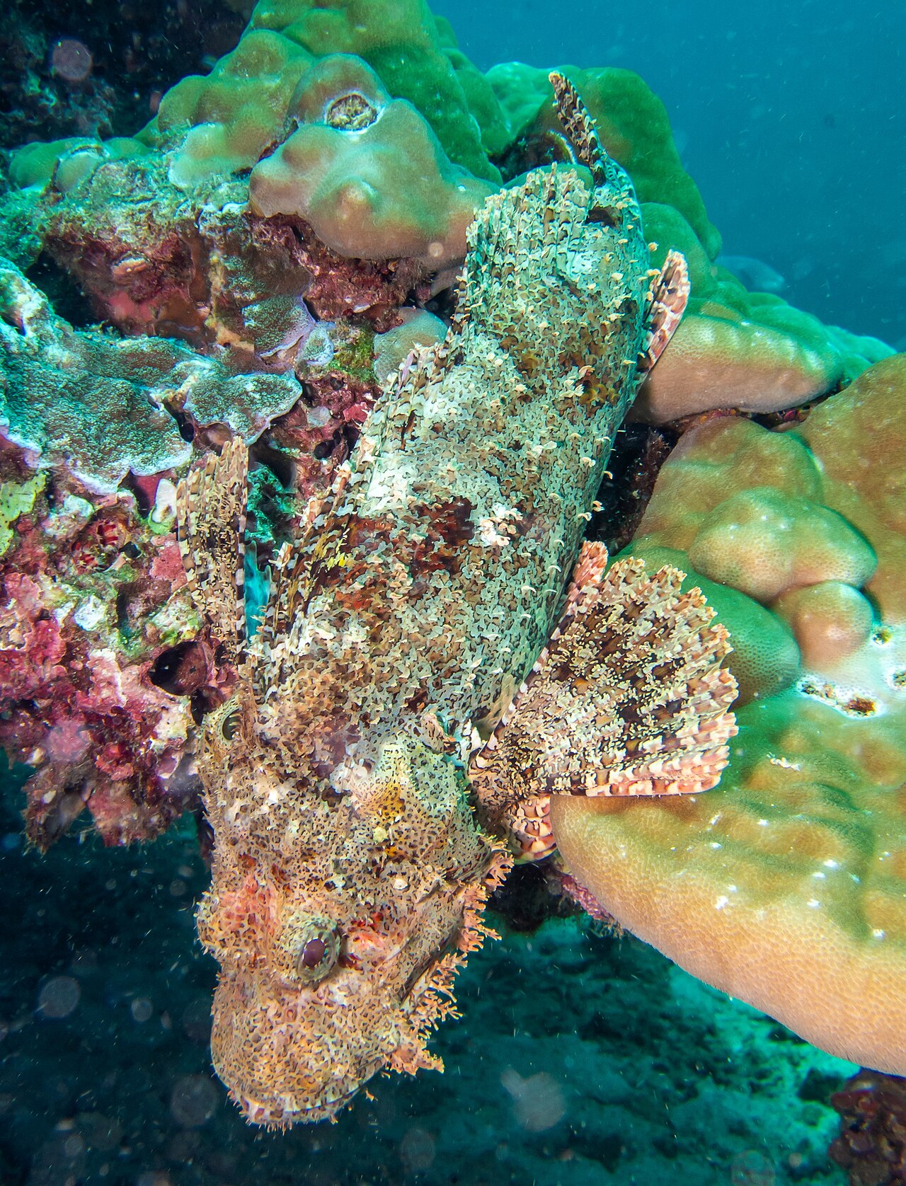 tasseled scorpionfish