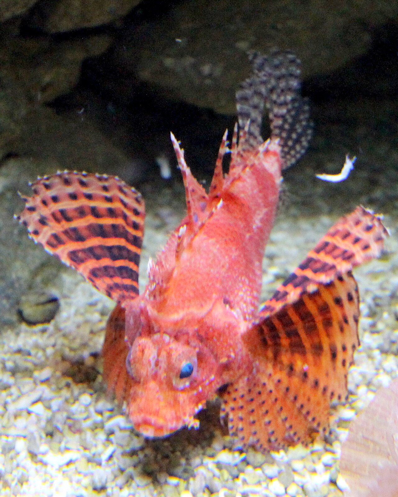 Dwarf/Shortfin Lionfish