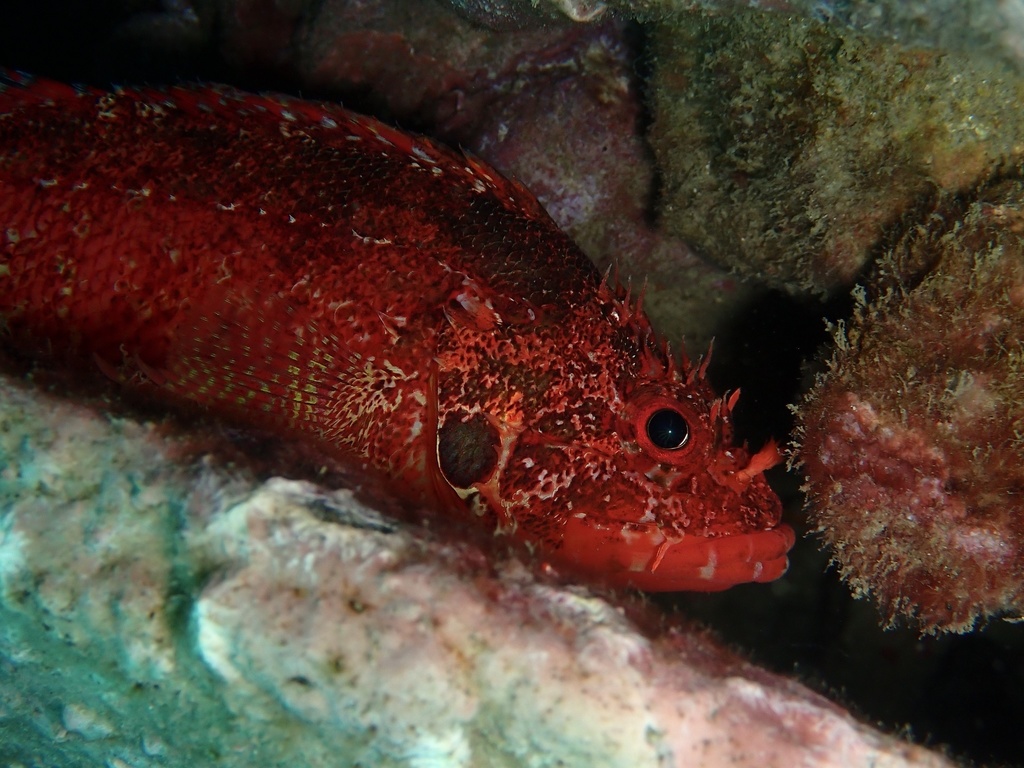 Rainbow scorpionfish