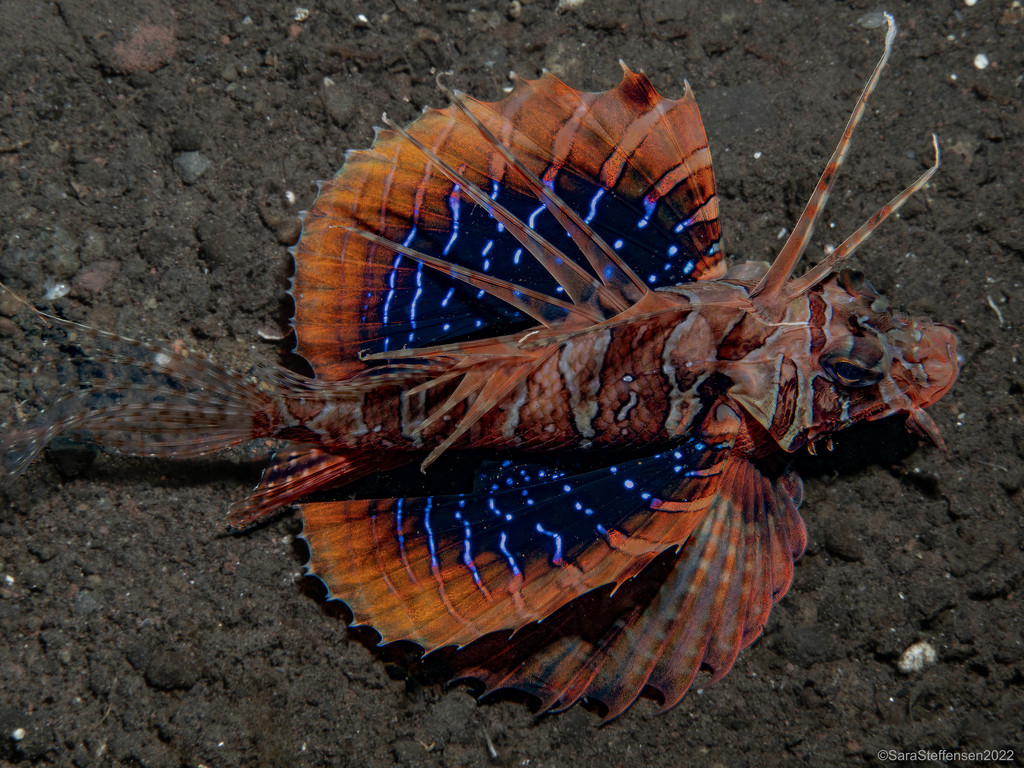 blackfoot firefish