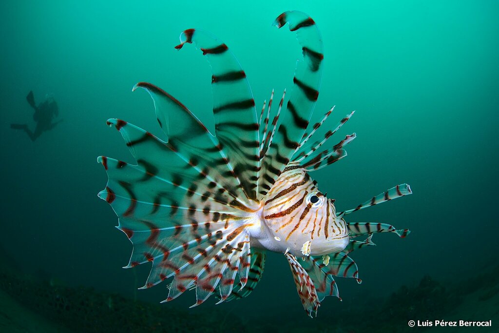 Photo of Luna lion fish/red lionfish