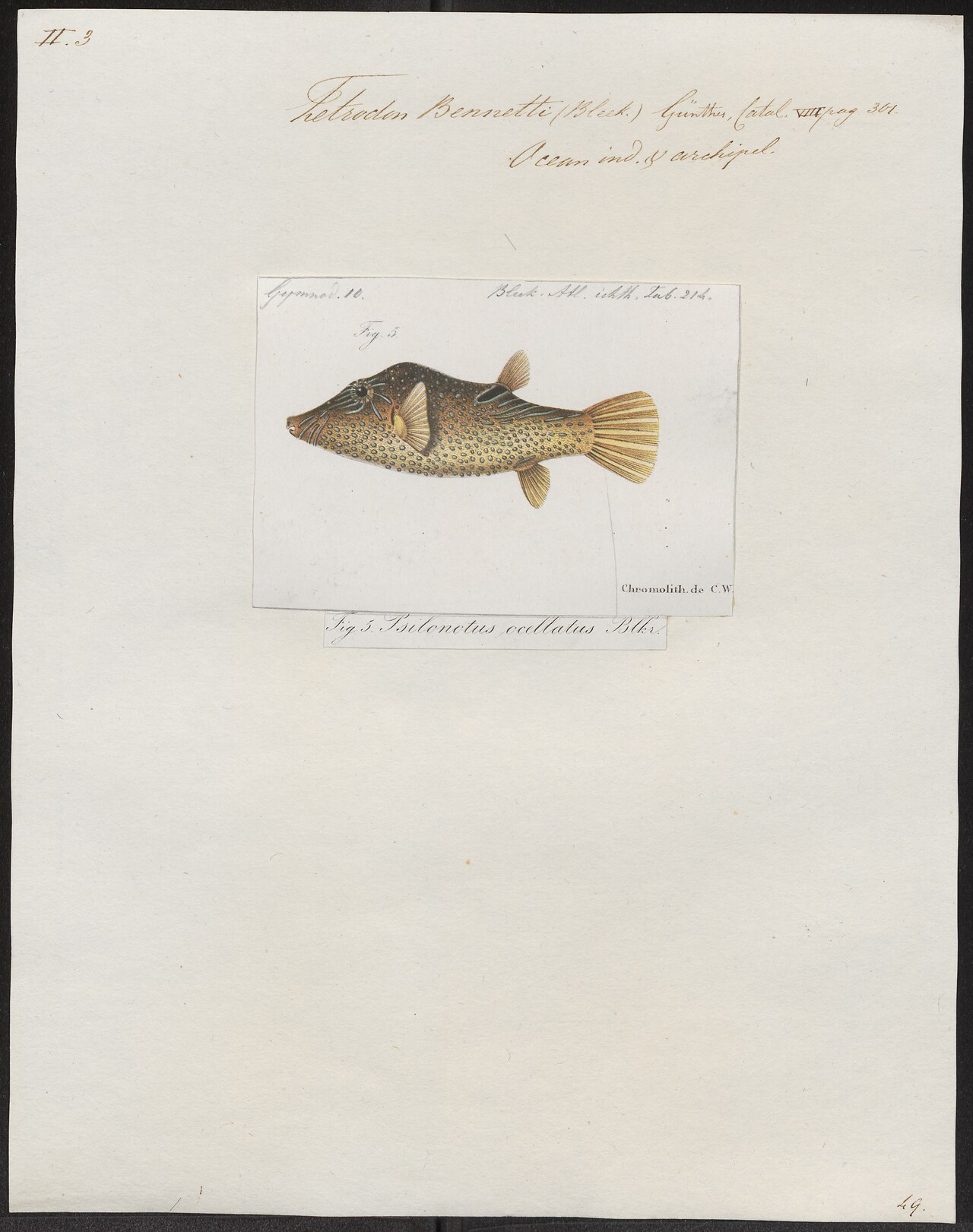 Bennett's Sharp-nosed Puffers