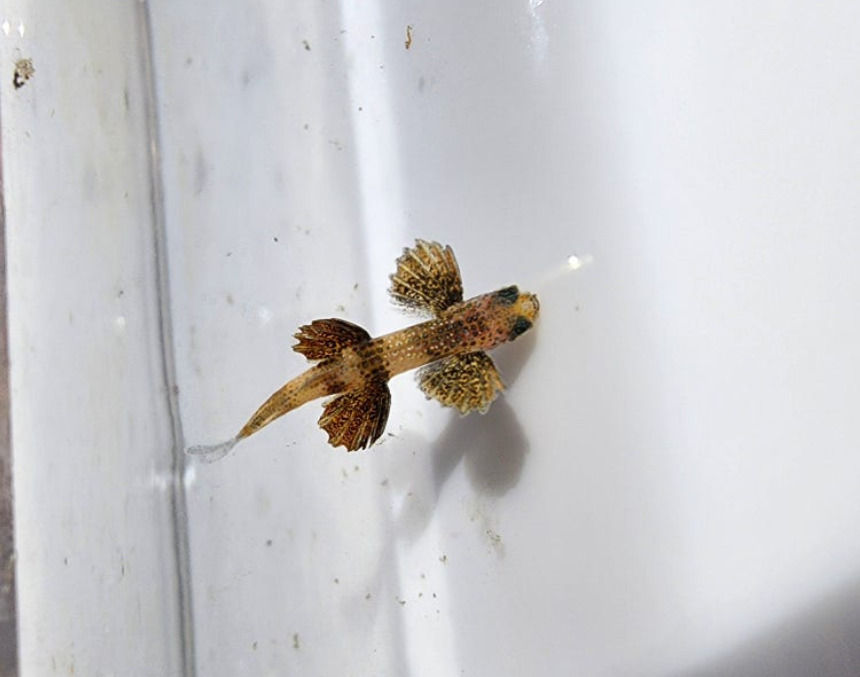Flying Fish