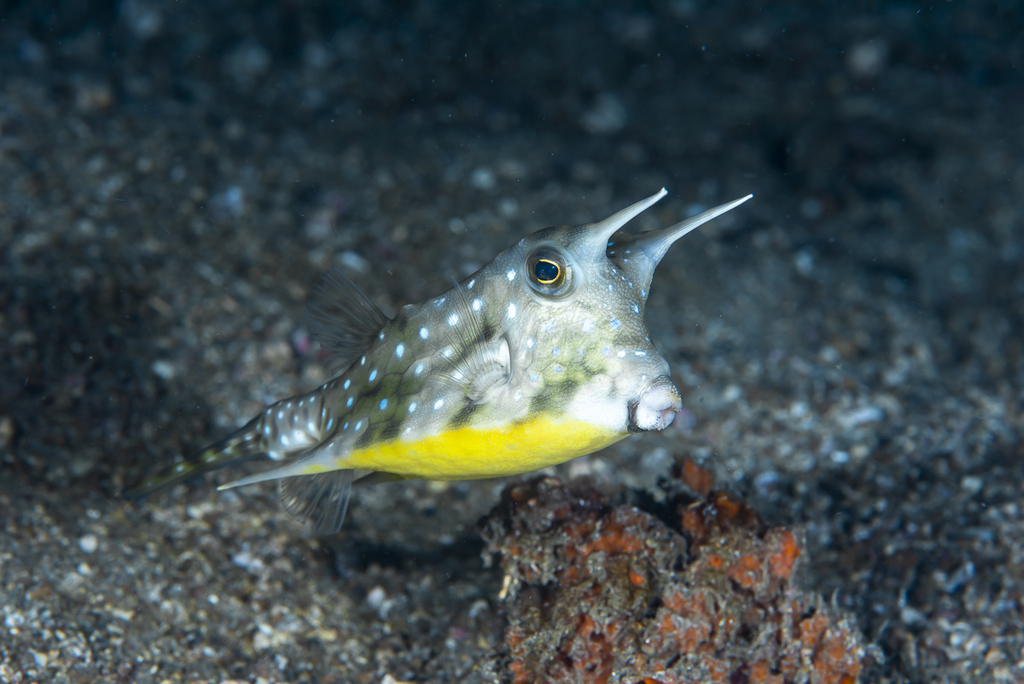 Photo of Thornback Boxfish