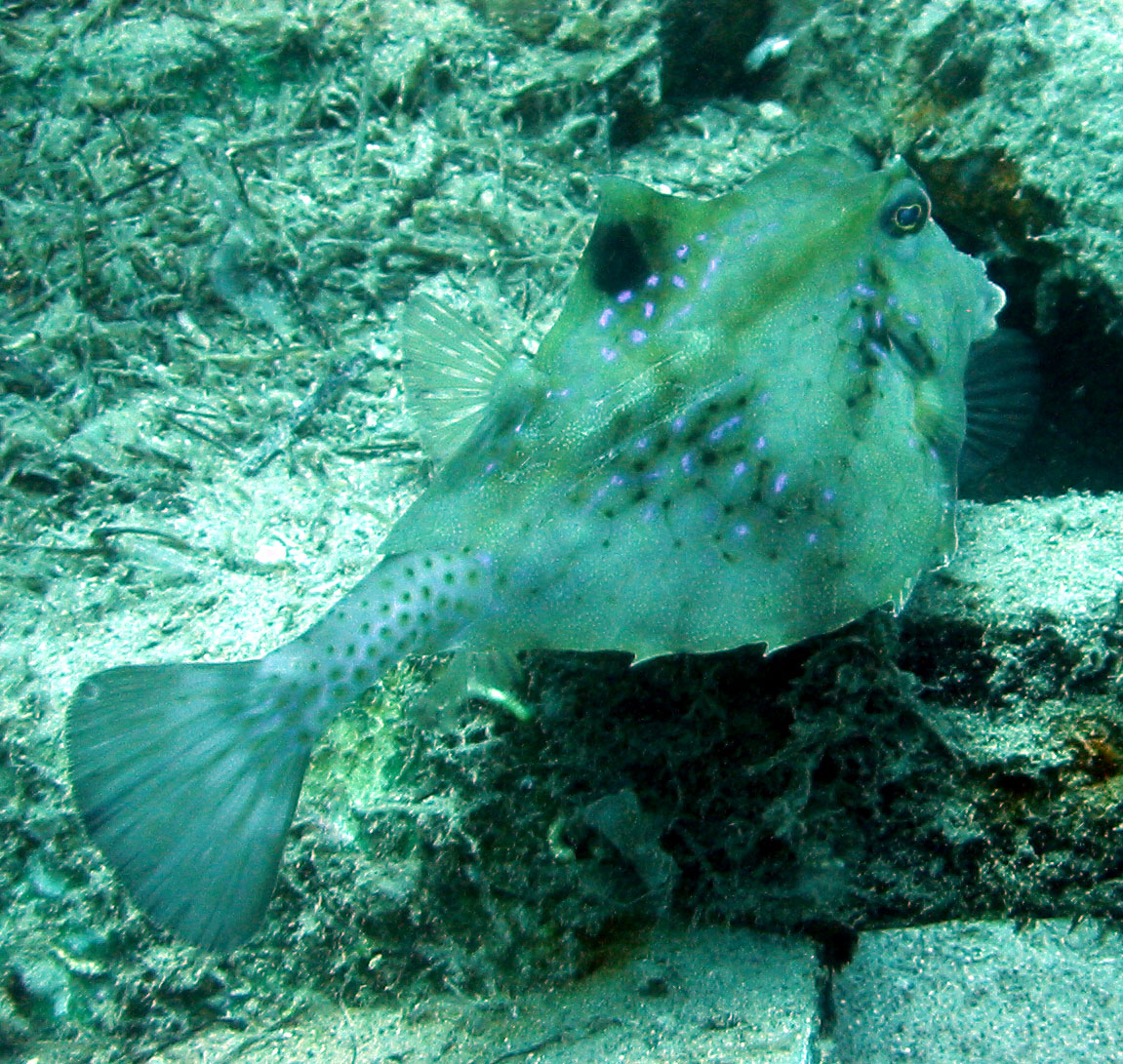 Humpback turretfish