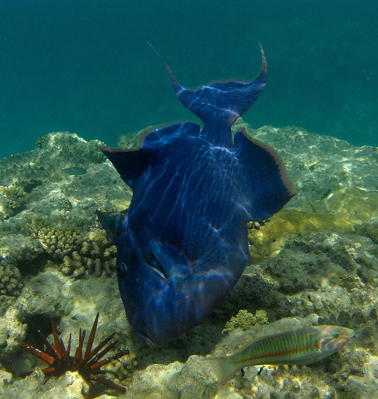 Blue and gold Triggerfish