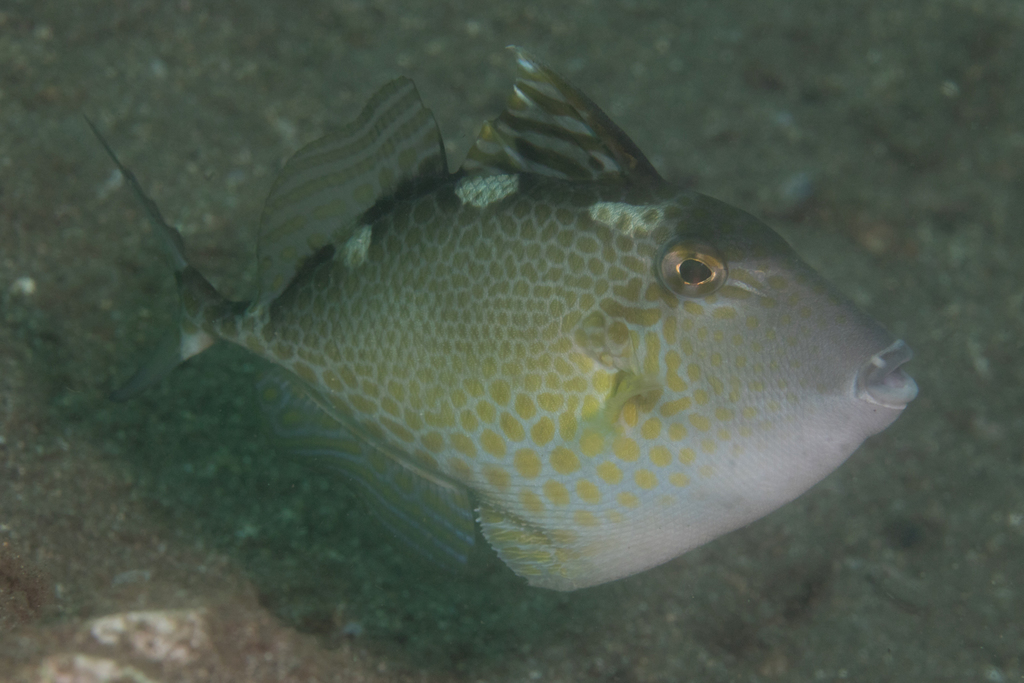 Photo of Starry Triggerfish