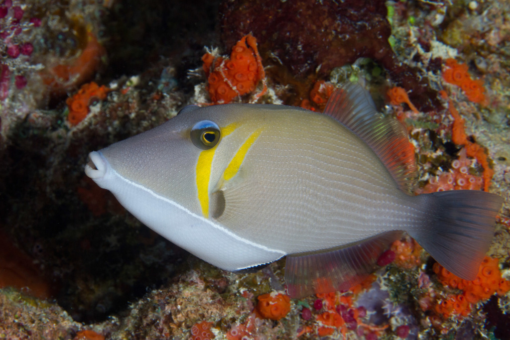 Photo of Masked triggerfish/Brown Triggerfish