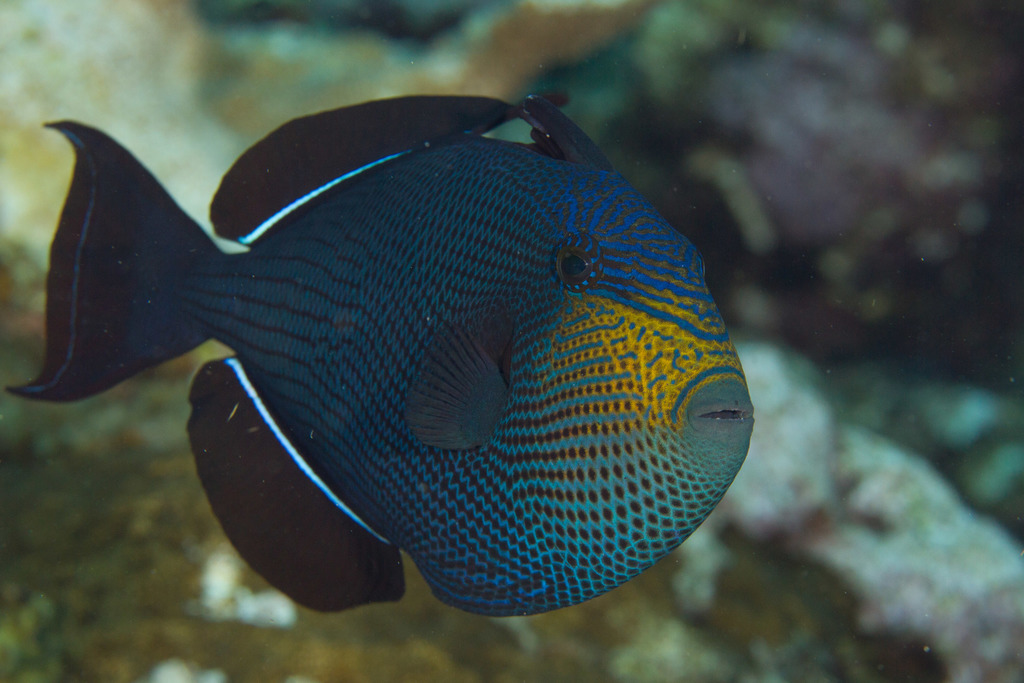 black triggerfish