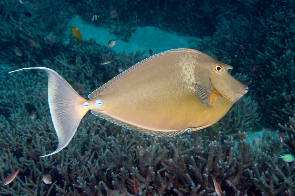 Photo of bluespine unicornfish