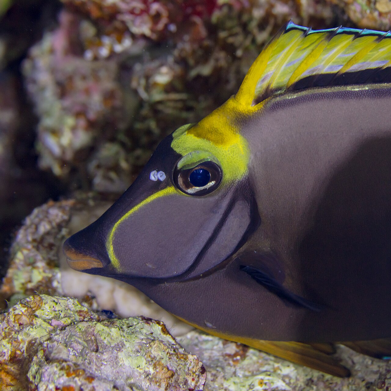 Photo of Elegant unicornfish