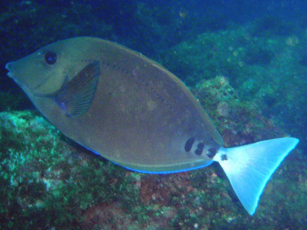 Photo of Scalpel sawtail/Blackthorn Sawtail